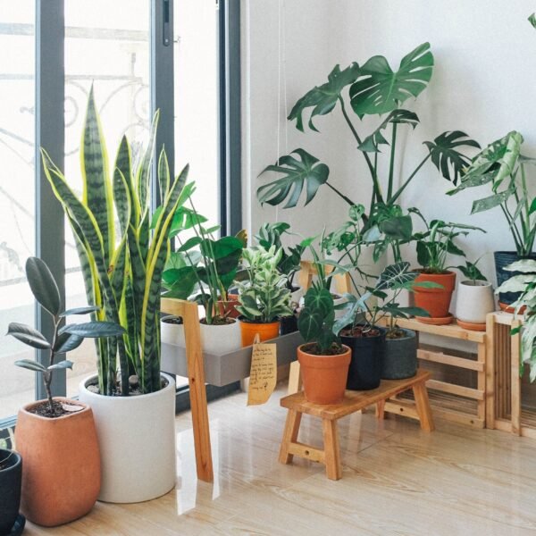 Indoor Plants