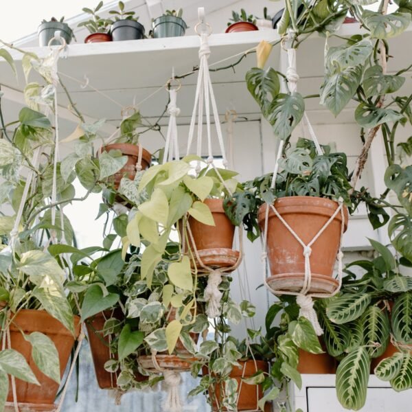 Hanging Plants